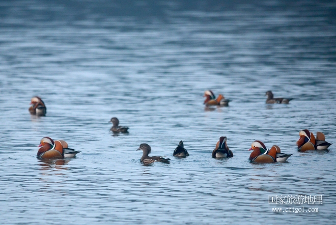 進(jìn)入初冬，大批野生鴛鴦陸續(xù)飛抵江西婺源縣賦春鎮(zhèn)鴛鴦湖越冬，小精靈們?cè)诤嫔匣蛳嗷ヒ蕾?、卿卿我我；或隨波逐流、嬉戲打鬧，悠閑自在生活在青山綠水之間，優(yōu)良的水域和豐富的湖畔闊葉林，為鴛鴦過冬提供良好生存環(huán)境，婺源鴛鴦湖已成為亞洲最大的野生鴛鴦越冬棲息地。（攝于12月4日下午）