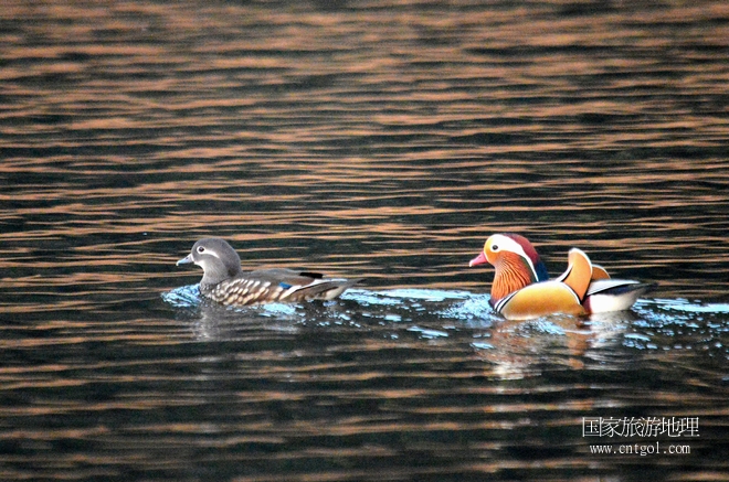 進(jìn)入初冬，大批野生鴛鴦陸續(xù)飛抵江西婺源縣賦春鎮(zhèn)鴛鴦湖越冬，小精靈們?cè)诤嫔匣蛳嗷ヒ蕾恕⑶淝湮椅?；或隨波逐流、嬉戲打鬧，悠閑自在生活在青山綠水之間，優(yōu)良的水域和豐富的湖畔闊葉林，為鴛鴦過冬提供良好生存環(huán)境，婺源鴛鴦湖已成為亞洲最大的野生鴛鴦越冬棲息地。（攝于12月4日下午）
